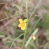 Chamaecrista mimosoides (L.) Greene